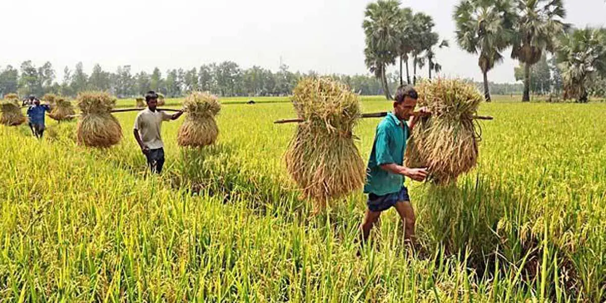 বাংলাদেশের কৃষক বিষয়ক অনুচ্ছেদ লিখন, ২য় পর্ব, অষ্টম শ্রেণির বাংলা ব্যাকরণ ও নির্মিতি